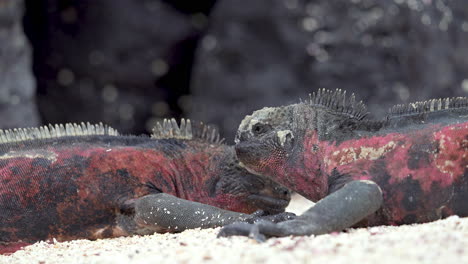 Pair-Of-Christmas-Iguanas-On-Beach-At-Punta-Suarez-In-The-Galapagos