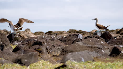 Ein-Paar-Blaufußtölpel-Thront-Auf-Lavafelsen-Auf-Der-Insel-Espanola-Auf-Den-Galapagosinseln