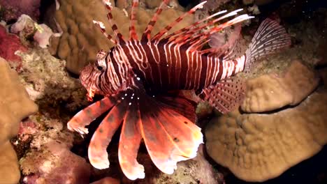 Lionfish-swimming-over-coral-reef-at-night