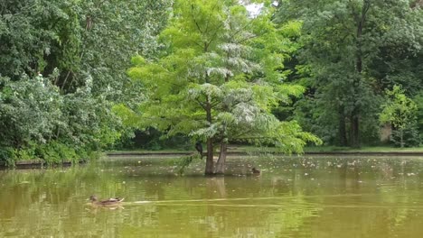 Enten-Schwimmen-In-Einem-Teich,-Es-Gibt-Bäume-Rund-Um-Die-Wasseroberfläche,-Natürliche-Umgebung