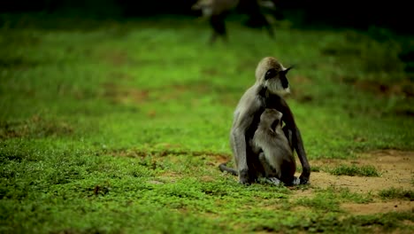 Mono-Mamá-Cuidando-A-Su-Bebé-Mono-Video-Asia-Del-Sur-Fauna-Silvestre-Naturaleza-Primer-Plano