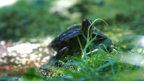Yellow-belly-slider-turtle-sunbathing