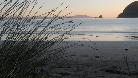 Dünenpflanze-Mit-Austernfischervogel,-Der-Im-Hintergrund-Am-Strand-Bei-Sonnenuntergang-Läuft,-Neuseeland