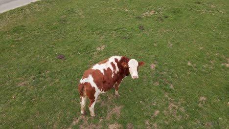 Una-Vaca-Hembra-Con-Manchas-Marrones-Y-Blancas-Mirando-Curiosamente-A-La-Cámara