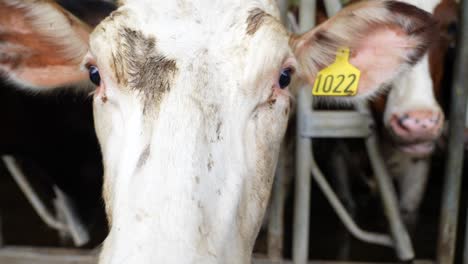 Close-up-of-tagged,-white-cow