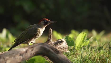 Picus-Virdis-Eurasian-Green-Woodpecker-Red-Crown-Bird-Watching-the-Sky-Preparing-to-Fly-Pale-Eyes-Open-Woodland