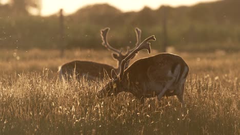 Fallow-deer-scratching-itch-with-large-impressive-antler-in-sunset-glow