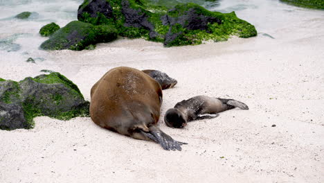 Galapagos-Seelöwenmutter-Schläft-Neben-Ihrem-Welpen-Auf-Punta-Suarez,-Espanola-Island-Galapagos