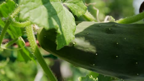 Fresh-Green-Cucumber-Growing-In-The-Vegetable-Garden-In-Summer