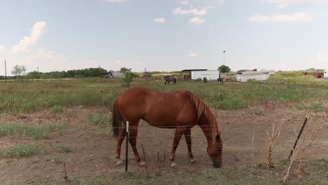 Pferd-Auf-Lokaler-Texas-Farm,-Das-Entlang-Der-Straße-Isst