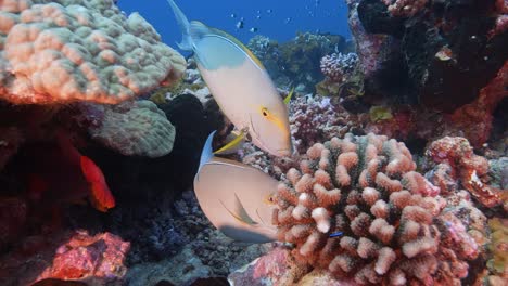 Doktorfische-In-Einer-Reinigungsstation-An-Einem-Korallenriff-Im-Kristallklaren-Wasser-Des-Pazifischen-Ozeans-In-Französisch-Polynesien