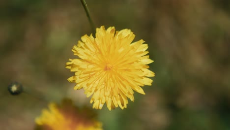 Gelbe,-Leuchtende-Blume-In-Nahaufnahme-Mit-Verschwommenem-Hintergrund