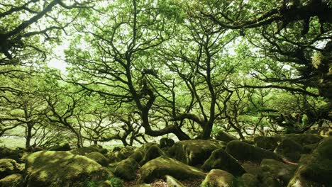 ángulo-Bajo-De-Las-Rocas-Y-árboles-Cubiertos-De-Musgo-En-El-Bosque-De-Wistman,-Dartmoor,-Devon,-Inglaterra