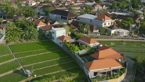 Sonnige-Morgenluftaufnahme-Von-Grünen-Reisfeldern-Und-Lokalen-Häusern-Auf-Bali,-Indonesien