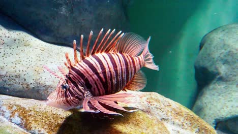 Magnificent-lion-fish-next-to-rocks-in-large-aquarium