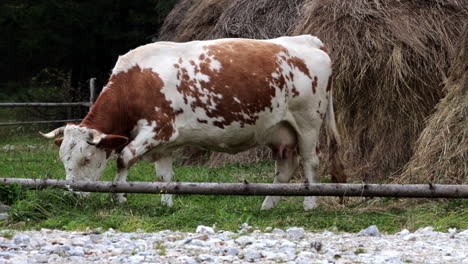 Cow-grazes-grass-near-the-haystack