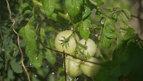Close-up-of-unripe-tomatoes-being-watered-while-still-on-the-vine