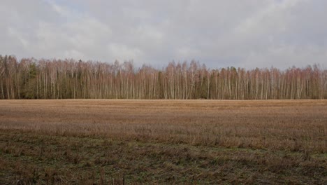 Baltic-field-with-birch-trees-in-the-background-during-winter