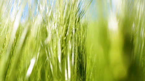 Close-up-shot-of-young-green-wheat-on-nature-in-spring-summer-field