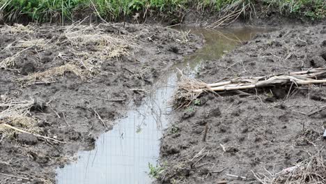 Düster-Aussehender,-Mit-Wasser-überfluteter-Gartengraben