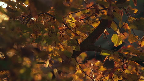 Herbstfarben,-Blätter-Und-Natur.-Kameraschwenkbewegung