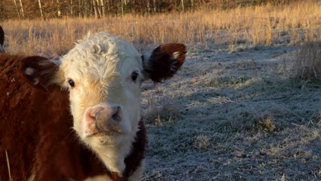 Close-up-face-of-brown-and-white-miniature-Hereford-calf-looking-at-camera,-outdoors