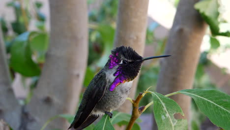 A-bright-pink-Annas-Hummingbird-with-iridescent-feathers-sitting-on-a-green-leaf-after-feeding-on-nectar-looks-around-curiously-in-slow-motion