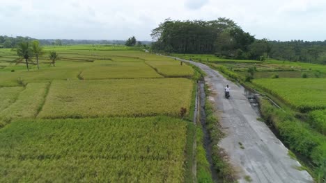 Aerial-view-of-Female-riding-scooter-through-rice-fields-in-Bali,-Indonesia