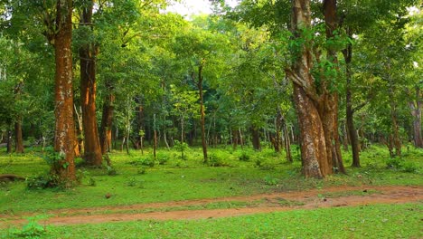 Un-Bosque-Verde-Profundo-Con-árboles-Altos-Y-Troncos-Rojos