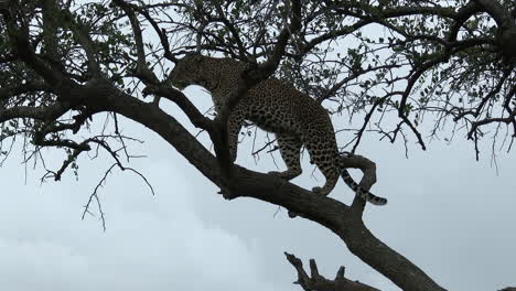 Leopard-Steht-Auf-Einem-Ast-Und-Sucht-In-Der-Ferne-Nach-Beute,-Während-Des-Sonnenuntergangs,-Masai-Mara,-Kenia