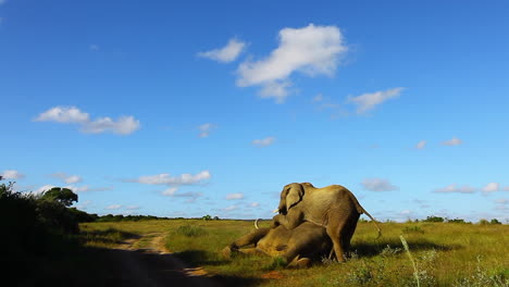 Elefantes-Machos-Jóvenes-Intentan-Dominar-Y-Elefantes-Machos-Mayores,-Loxodonta-Africana,-Colocándose-Encima-De-él-Durante-El-Invierno-En-La-Reserva-Privada-De-Kariega-En-La-Región-Del-Cabo-Oriental-De-Sudáfrica
