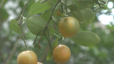 Kumquats,-Cumquats-Fruta-De-La-Suerte-En-La-Cultura-China