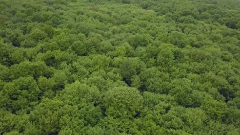 Very-dense-mixed-green-forest---view-from-above,-aerial-footage-with-no-spaces,-very-tight
