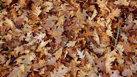 Autumn-Leaves-Piling-Up-on-the-Ground
