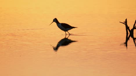 Pied-stilt-bird-hunting-and-feeding-in-calm-water-during-dramatic-orange-sunset