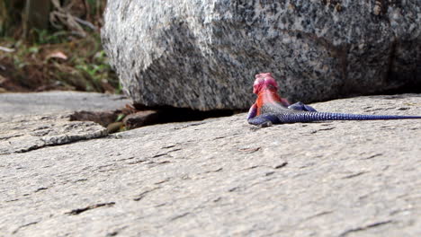 A-African-Redhead-Agama-Lizard-Crawls-Around-on-a-Rock-and-Bobs-its-Head-Up-and-Down-in-the-Serengeti