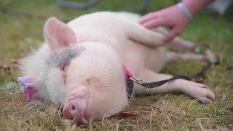 Pet-pig-wearing-a-bow,-laying-down-and-smiling-while-getting-a-belly-rub