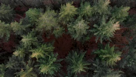 Straight-moving-aerial-shot-of-treetops-of-a-pine-tree-forest-from-the-tops-of-the-trees-to-the-forest-floor