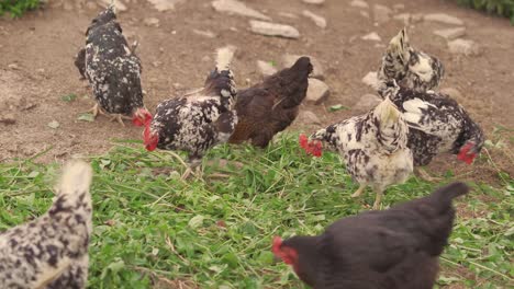 Free-Range-Chickens-Scratching-and-Pecking-at-Feed