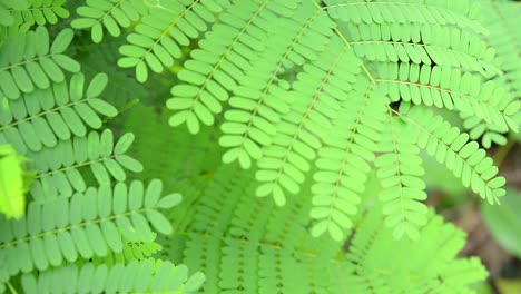 Close-up-background-of-fern,-soft-focus