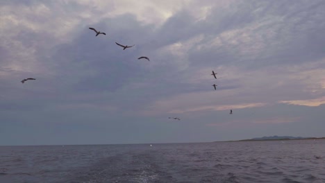Seevögel,-Darunter-Basstölpel,-Dreizehenmöwen-Und-Islandmöwen,-Folgen-Einem-Boot-über-Das-Offene-Wasser