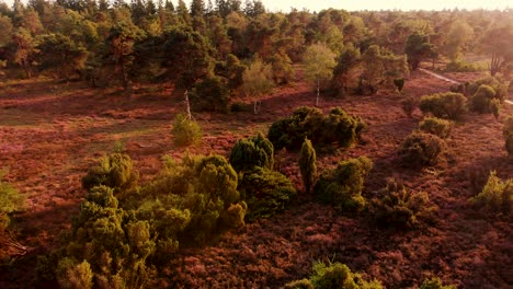 Luftaufnahme-Eines-Moorlandes-Mit-Feldern-Aus-Trockenem,-Violettem-Heidekraut-Mit-Einsamen-Baumgruppen-Bei-Sonnenuntergang-Zur-Goldenen-Stunde