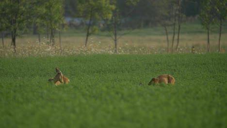 European-roe-deer-couple-having-breakfast-at-a-plantation