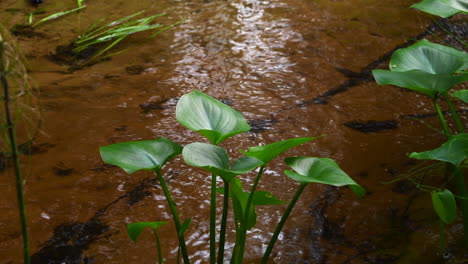Calla-Pflanzen-Wiegen-Sich-In-Einem-Sehr-Schönen-Fluss