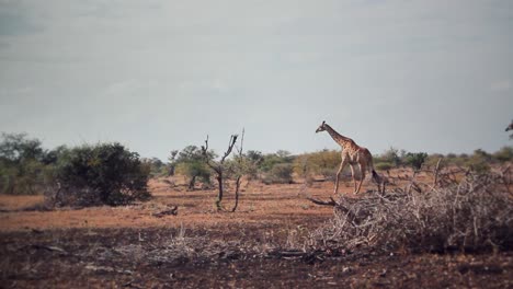 Eine-Gruppe-Von-Giraffen,-Die-Frei-In-Afrika-Herumlaufen