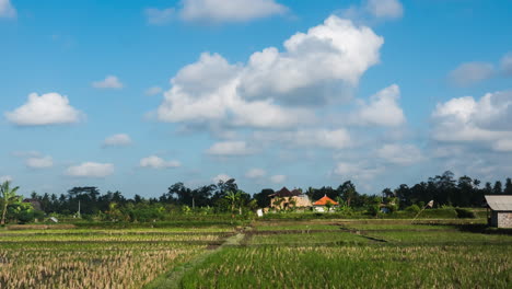Zeitraffer---Bauschige-Wolken-über-Reisfeldern-Auf-Bali