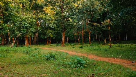 Red-dirt-path-through-a-clearing-leading-into-tall-trees