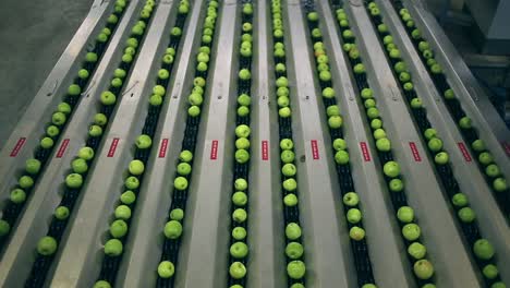Video-footage-of-apples-on-a-conveyor-system-in-a-large-packaging-facility