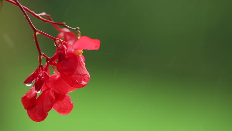 Red-impatiens-flower-on-green-background-in-rain,-red-balcony-flowers,-background-out-of-focus,-rain-drops-falling-on-petals-and-splatter-all-around,-isolated