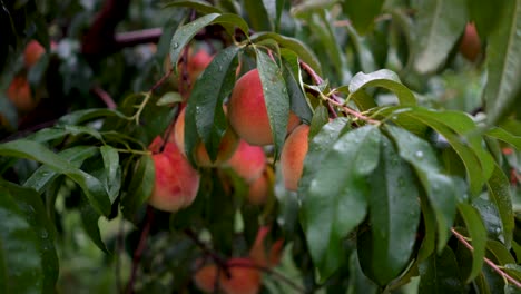 Closeup-of-ripe-red-peach-on-a-tree-ready-for-picking
